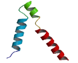 Gamma-Aminobutyric Acid A Receptor Gamma 2 (gABRg2) Gamma-Aminobutyric Acid A Receptor Gamma 2 (gABRg2)
