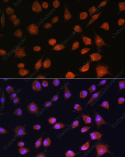 Иммунофлуоресценция, RPS19BP1, клетки L929