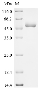 SDS-PAGE