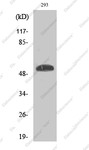 Вестерн-блоттинг, Phospho-p53 (Ser46), клетки 293