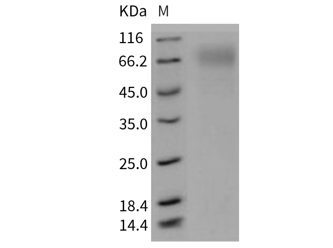 Валидация Elabscience PKSM040740(4712)