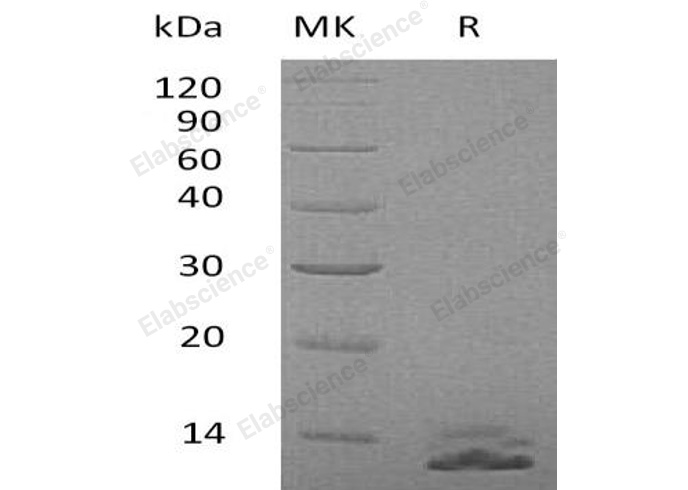 Валидация Elabscience PKSH033047(3421)