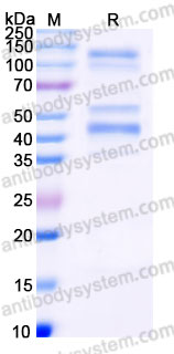 EHG48201, SDS-PAGE