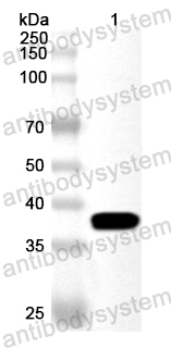 Валидация AntibodySystem PXX53901