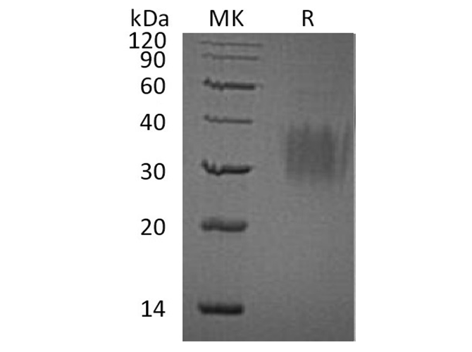 Валидация Elabscience PKSH032657(3091)