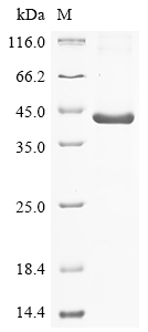 SDS-PAGE