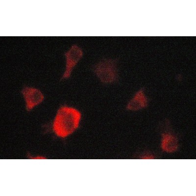 Валидация Affinity AF6211 - 3452