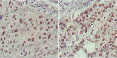 Валидация AntibodySystem RHF42902 (2508)