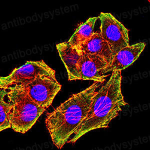 Валидация IF - AntibodySystem RHE93108
