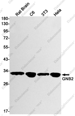 Вестерн-блоттинг, GNB2, ткань мозга крысы и клеточные линии