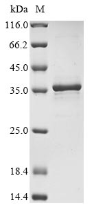SDS-PAGE