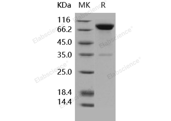 Валидация Elabscience PKSH031849(2474)