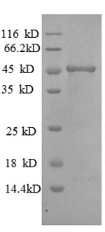 SDS-PAGE