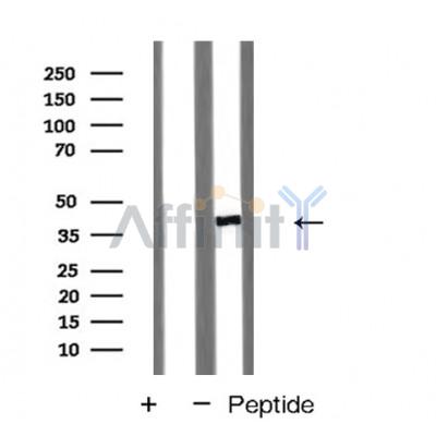Валидация Affinity AF5291 - 2829