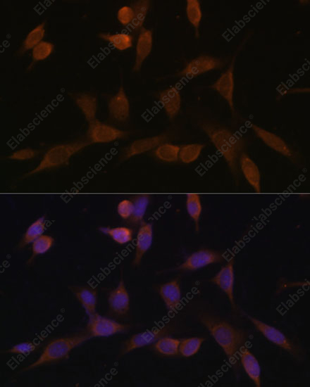 Иммунофлуоресценция, NDUFA5, клетки NIH-3T3