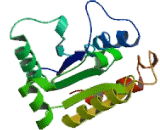 Interleukin 1 Receptor Like Protein 1 (IL1RL1) Interleukin 1 Receptor Like Protein 1 (IL1RL1)