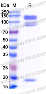 AHJ24002, SDS-PAGE