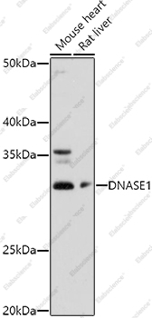 Вестерн-блоттинг, DNASE1, различные клеточные линии