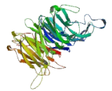 Integrin Alpha 8 (ITGa8)