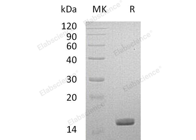 Валидация Elabscience PKSH032472(2942)
