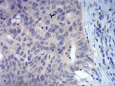 Валидация AntibodySystem RHJ52502 (3453)