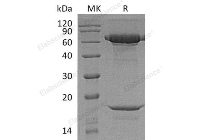 Валидация Elabscience PKSH032945(3338)