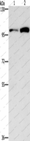 Вестерн-блоттинг, CDC27, клетки HepG2 и K562