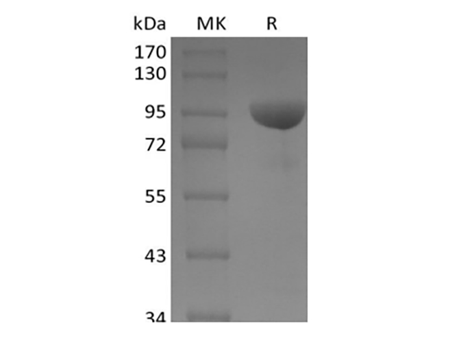 Валидация Elabscience PKSH034040(4271)