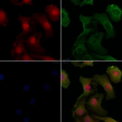 Валидация Affinity AF5409 - 3057