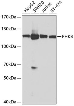 Валидация Elabscience E-AB-62868