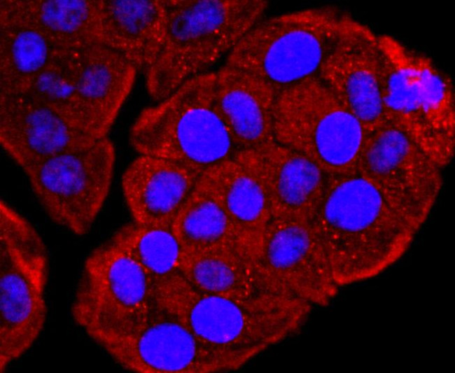 Валидация AssayVector ARM1250(651)