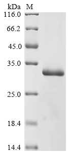 SDS-PAGE