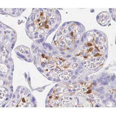 Валидация Affinity DF6964 - 18583