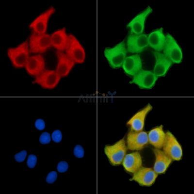 Валидация Affinity DF14484 - 10463