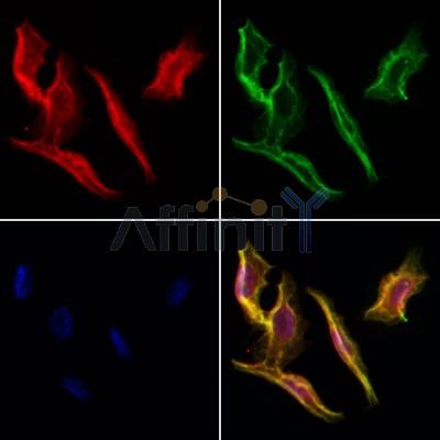 Валидация Affinity DF6303 - 17619