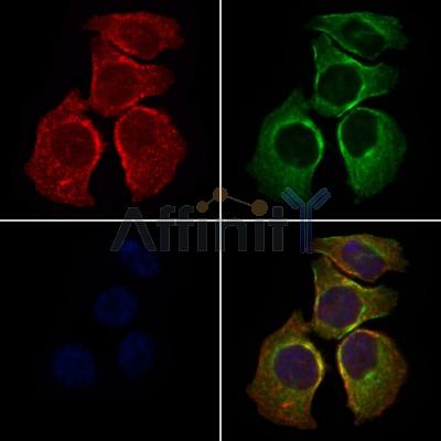 Валидация Affinity DF6222 - 17504