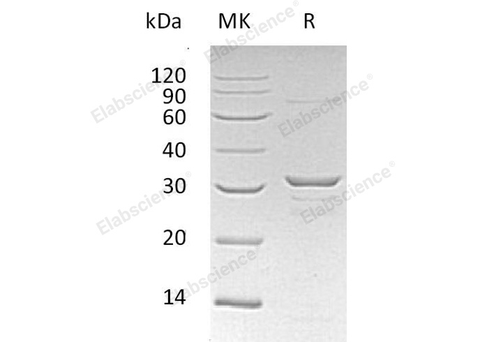 Валидация Elabscience PKSH032246(2755)