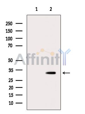 Валидация Affinity DF5096 - 17024