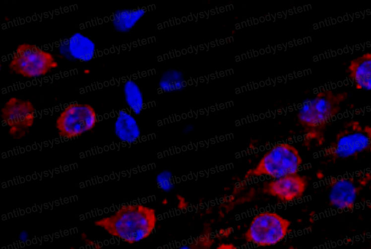 Валидация IF - AntibodySystem RHG56101