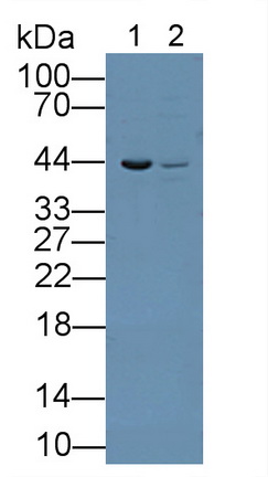 11955