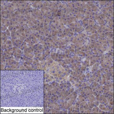 Валидация AntibodySystem RHE66503