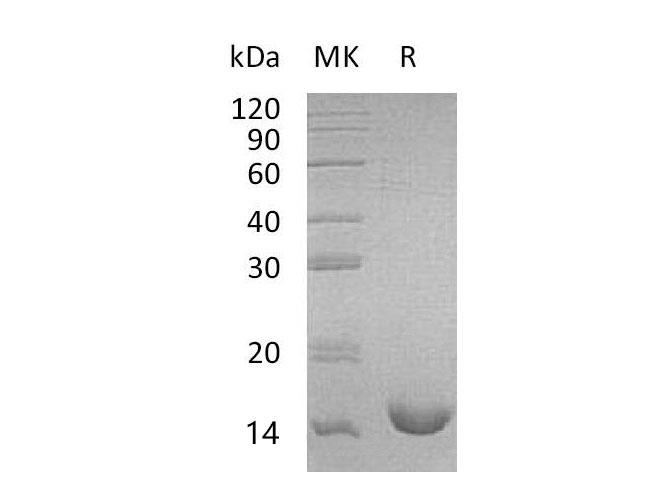 Валидация Elabscience PKSM041075(4998)