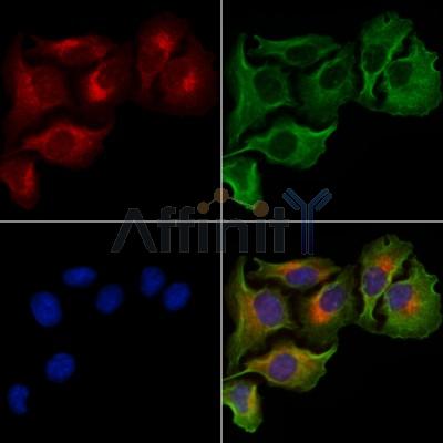 Валидация Affinity AF6209 - 3449