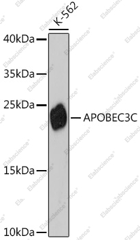 Вестерн-блоттинг, APOBEC3C, клетки K-562