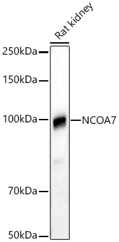 Валидация Elabscience E-AB-90678
