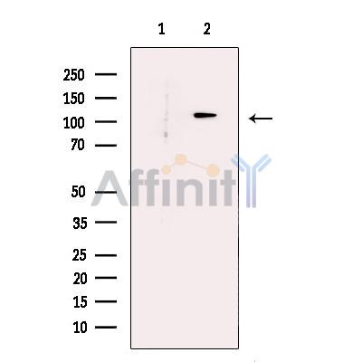 Валидация Affinity DF13341 - 8536