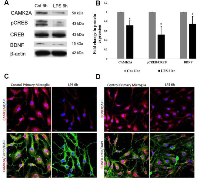 Валидация AssayVector ARM2756(5362)