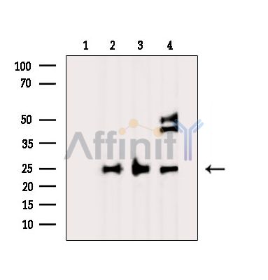 Валидация Affinity DF15612 - 12039