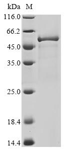 SDS-PAGE