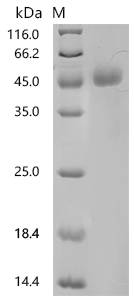SDS-PAGE